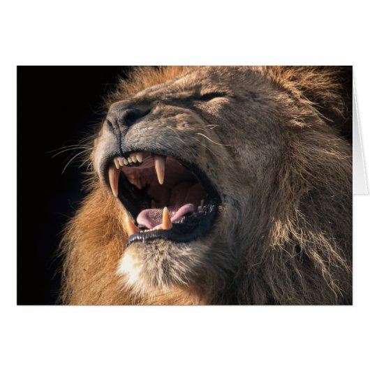 Roaring male lion (Front Horizontal)