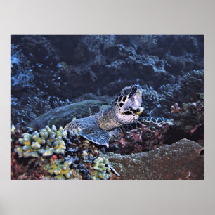 Roaring Turtle Poster