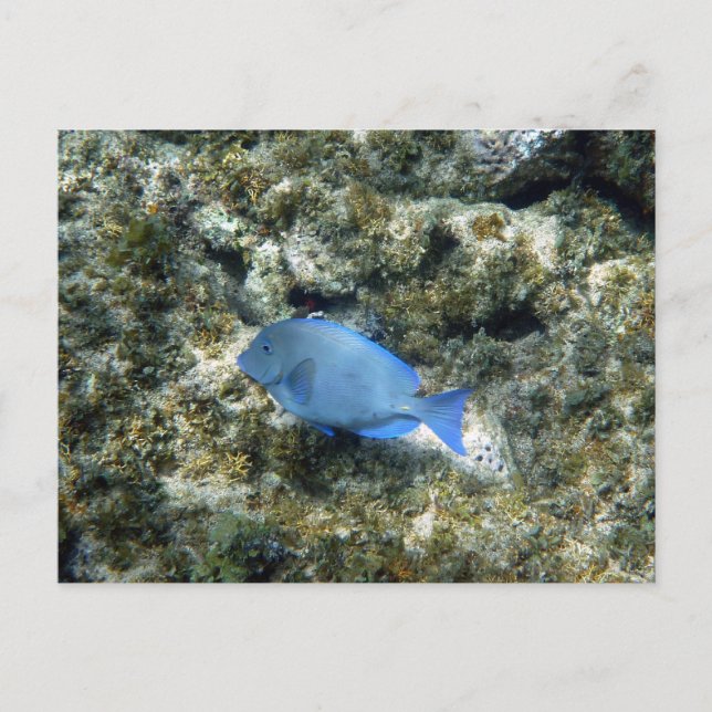 roatán blue fish postcard (Front)