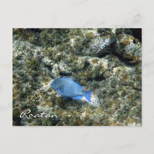 roatn fish postcard