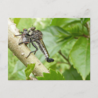 Robber fly w/Snack ~ postcard