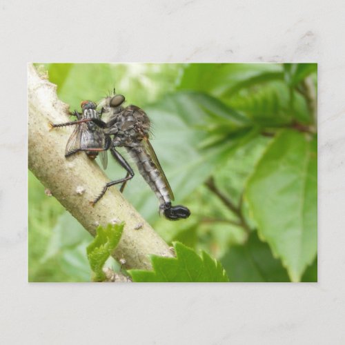 Robber fly wSnack  postcard