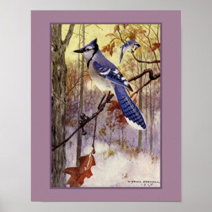 Cute Blue Jay Posters for Sale