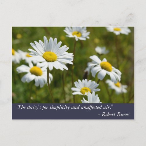 Robert Burns Daisy Quote Postcard