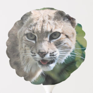 Robert J.Bobcat  Balloon