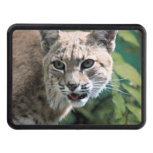 Robert J. Bobcat Hitch Cover