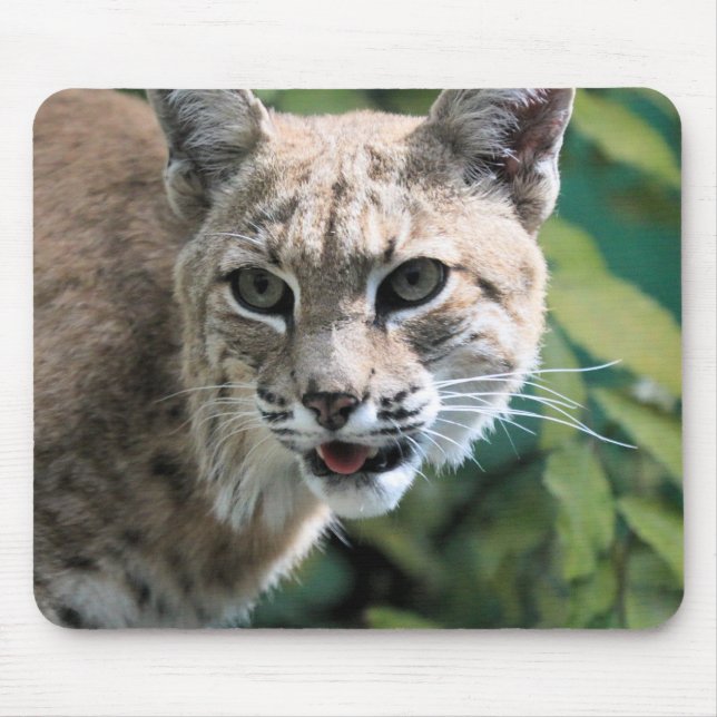 Robert J.Bobcat  Mouse Pad (Front)