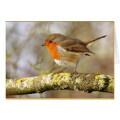 Robin (Front Horizontal)