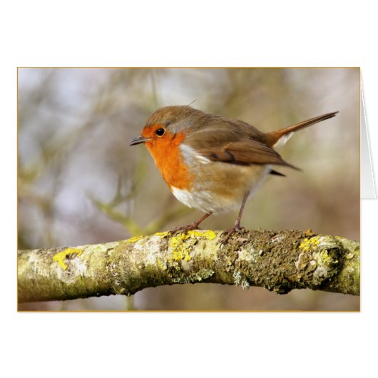 Robin (Front Horizontal)