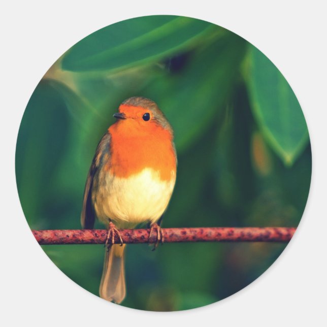 Robin bird classic round sticker (Front)