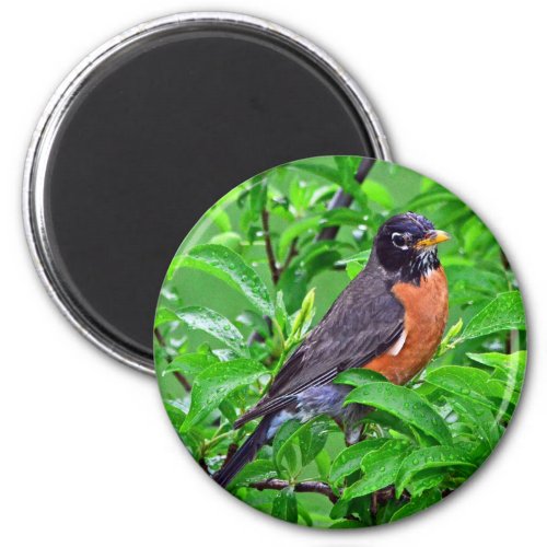 Robin bird in the rain and woods  Robin gif Magnet
