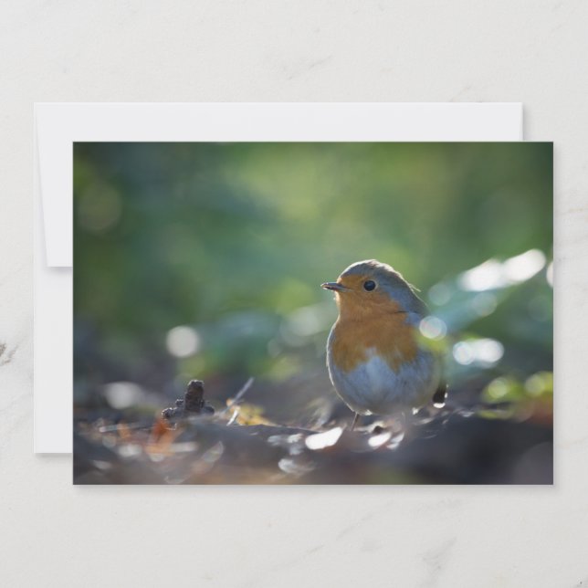 Robin Bird Nature Photo Card (Front)
