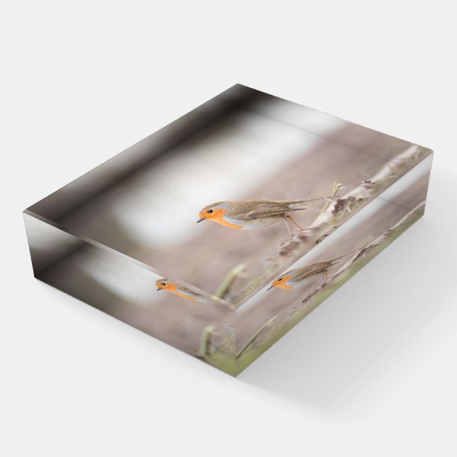 Robin Bird Nature Photo Paperweight (Angled)