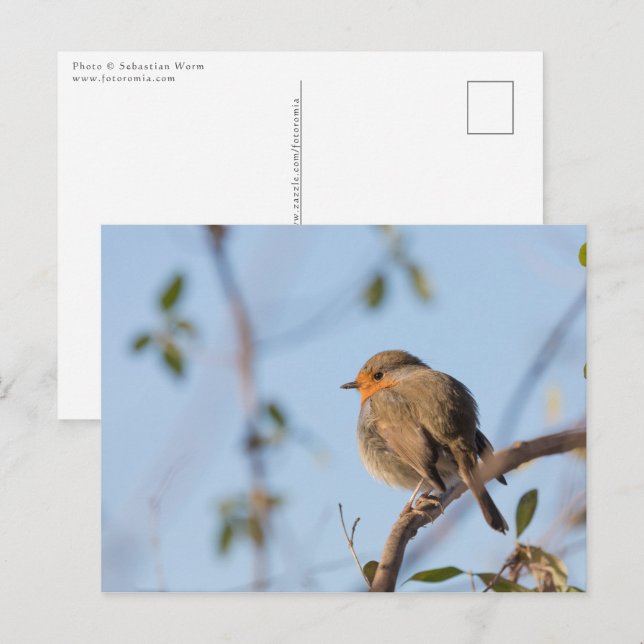 Robin Bird Nature Photo Postcard (Front/Back)