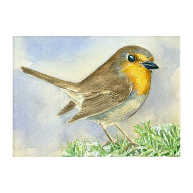 Robin bird on a frosted juniper branch acrylic print (Front)