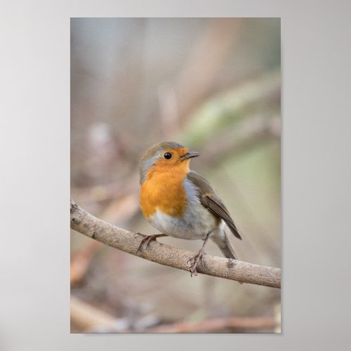 Robin Bird Poster