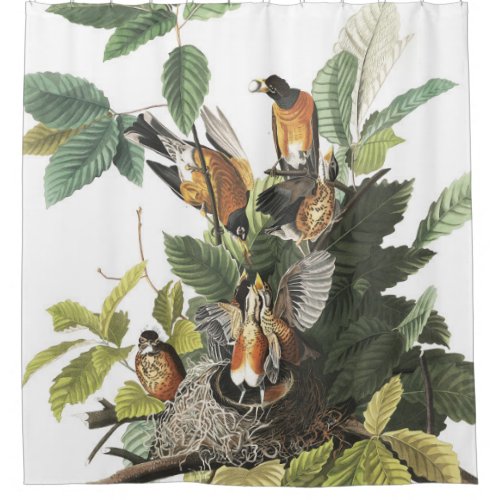 Robin Birds Wildlife Nest Audubon Shower Curtain