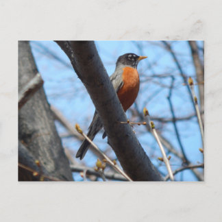 Robin by the Mystic River Postcard