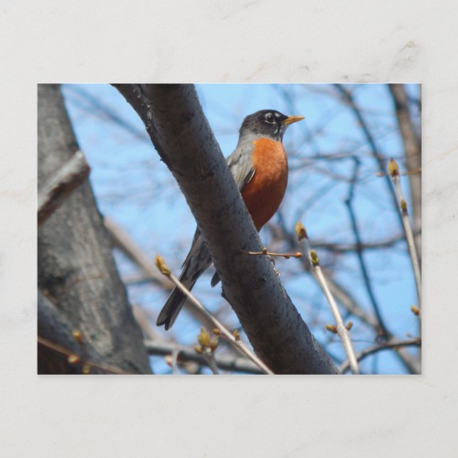Robin by the Mystic River Postcard (Front)