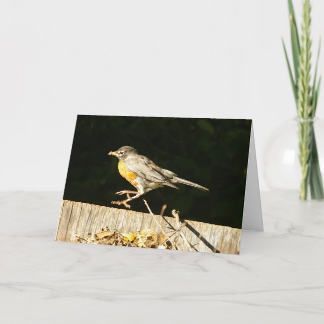 Robin Card (Front)