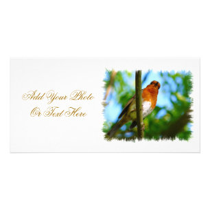 ROBIN CARD