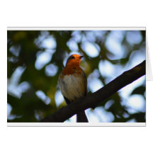 Robin