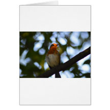 Robin