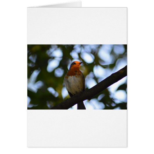 Robin Cards (Front)