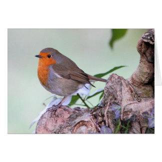 Robin Cards
