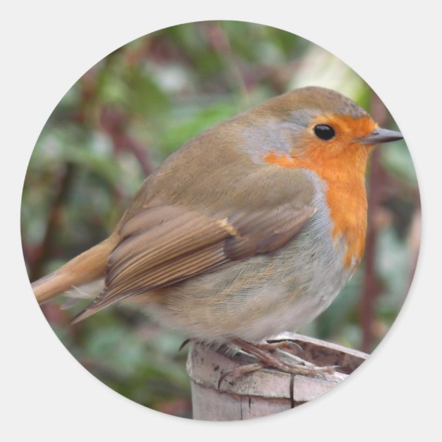 Robin Classic Round Sticker (Front)