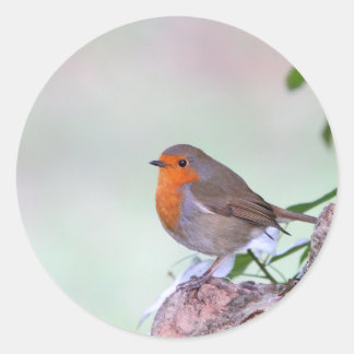Robin Classic Round Sticker