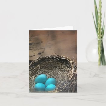 Robin Eggs Blank Note Card by Siberianmom at Zazzle
