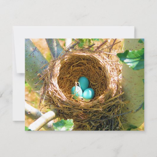 Robin Eggs in a Backyard Tree Nest (Front)