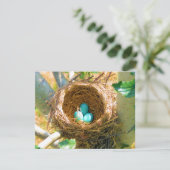 Robin Eggs in a Backyard Tree Nest (Standing Front)