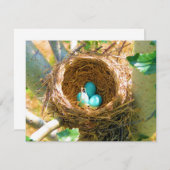 Robin Eggs in a Backyard Tree Nest (Front/Back)