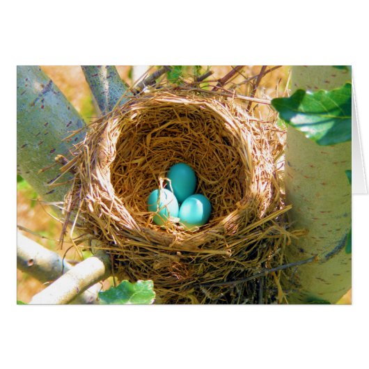 Robin Eggs in a Backyard Tree Nest Cards (Front Horizontal)