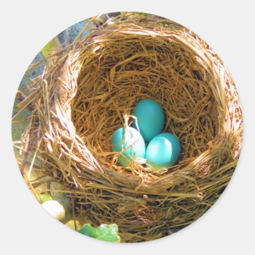 Robin Eggs in a Backyard Tree Nest Classic Round Sticker