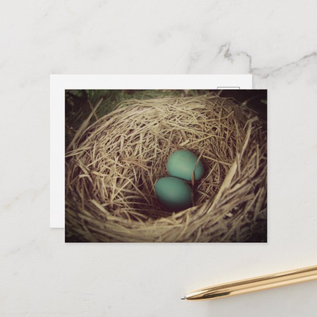 Robin Eggs in a Nest Postcard (Front/Back In Situ)