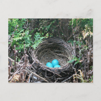 Robin Eggs in Nest Postcard