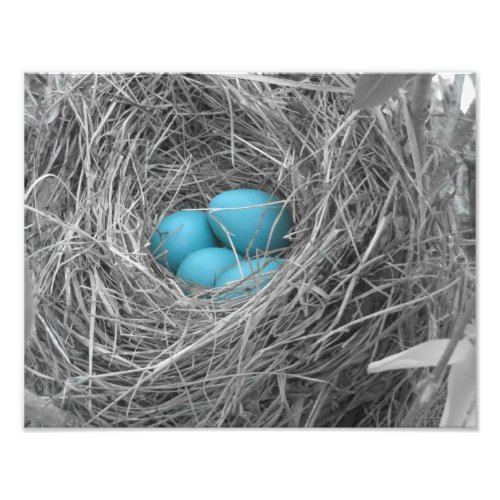 Robin eggs photo print