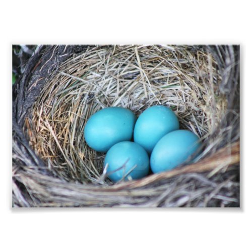Robin Eggs Pretty Blue Egg Nest Photo Print