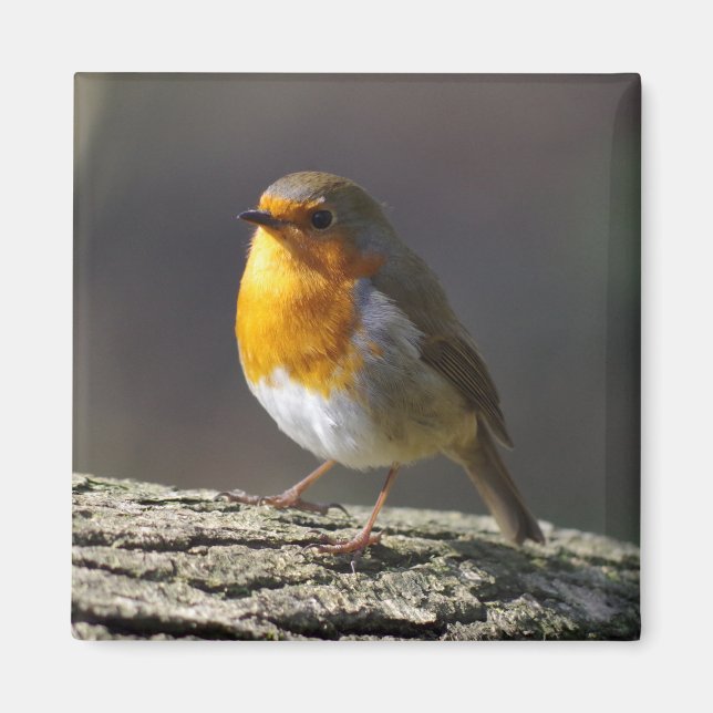 Robin Fridge Magnet (Front)