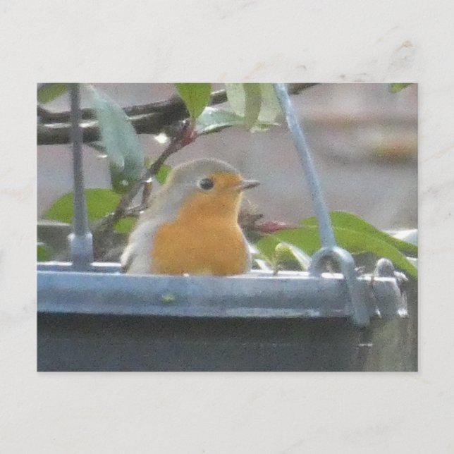 Robin in Plant Pot DIY Postcard (Front)