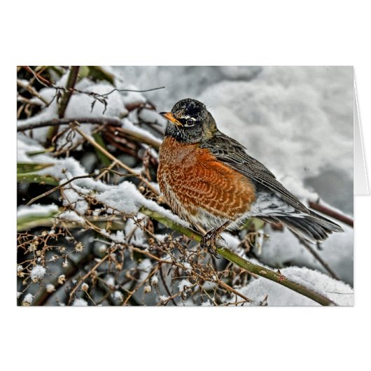 Robin in Snow Cards (Front Horizontal)
