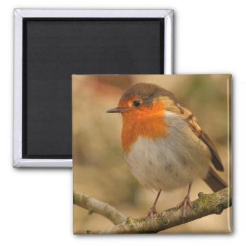 Robin In Sunshine Magnet by Welshpixels at Zazzle