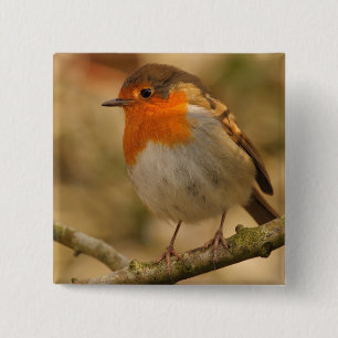 Robin in Sunshine Pinback Button