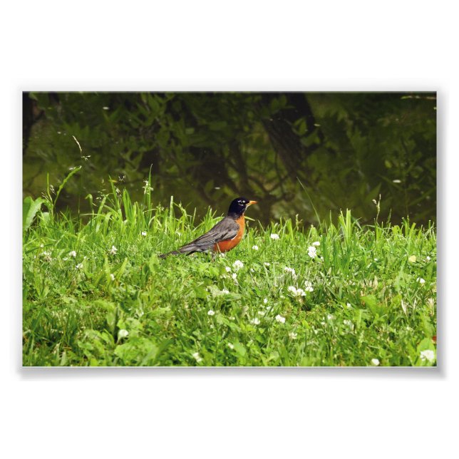 Robin in the Grass Photo Print (Front)
