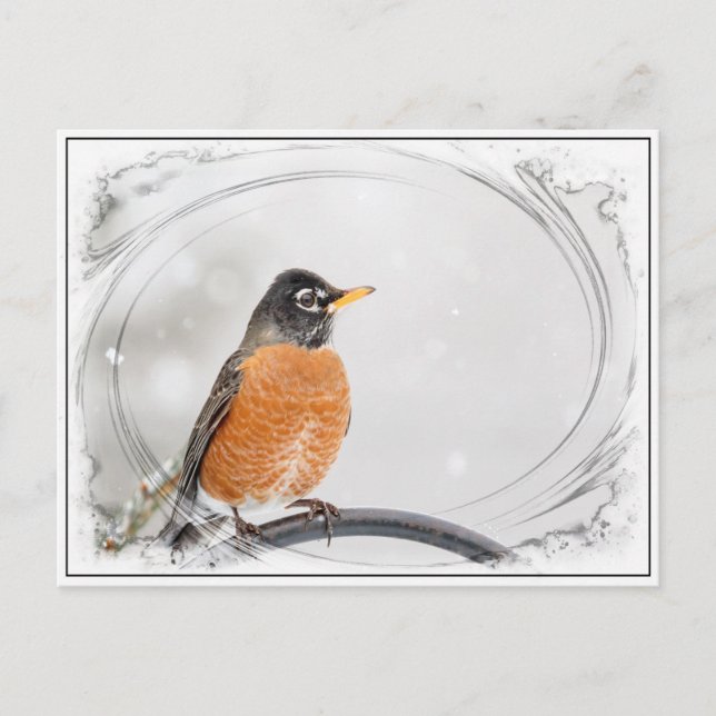 Robin in the winter postcard (Front)
