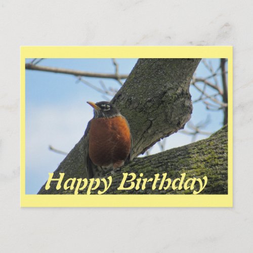 Robin In Tree Photo Birthday Postcard