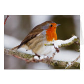 Robin in Winter (Front Horizontal)